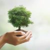hand-holdig-big-tree-growing-green-background-eco-earth-day-concept